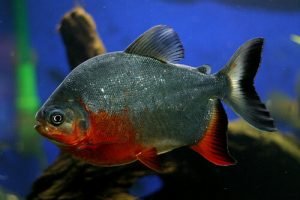 Red-Bellied Pacu