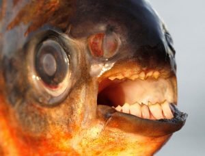 pacu teeth