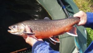 arctic char for aquaponics