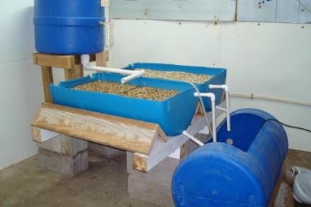 barrelponics split barrel setup