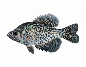 black crappie for aquaponics