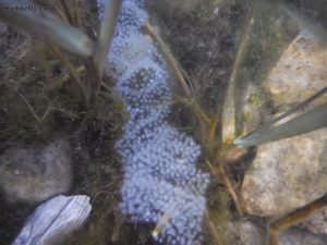 eggs of yellow perch