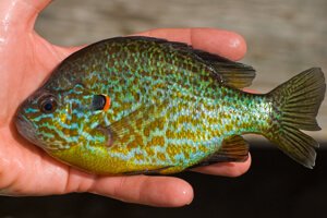 redear sunfish