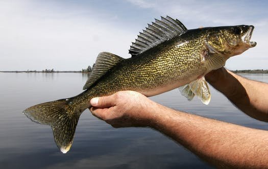 walleye for aquaponics