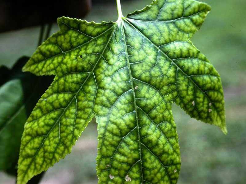 iron deficiency chlorosis