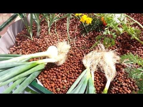 onions in aquaponics